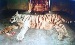 white-tiger-dies-after-violent-encounter-with-snake