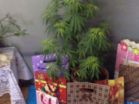 chilean-woman-arrested-for-marijuana-christmas-tree-from-her-home