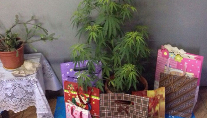 chilean-woman-arrested-for-marijuana-christmas-tree-from-her-home