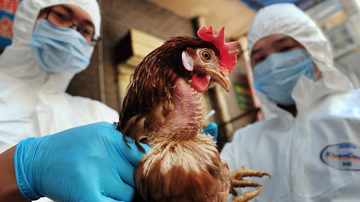 turkey-hens-death-in-kollam-due-to-bird-flu-confirmed