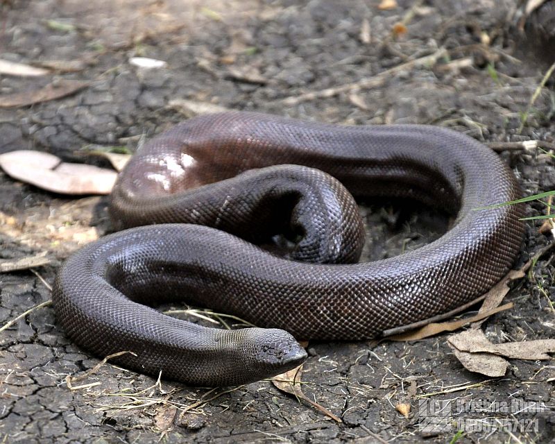 12-people-arrested-for-selling-sand-boa-snakes