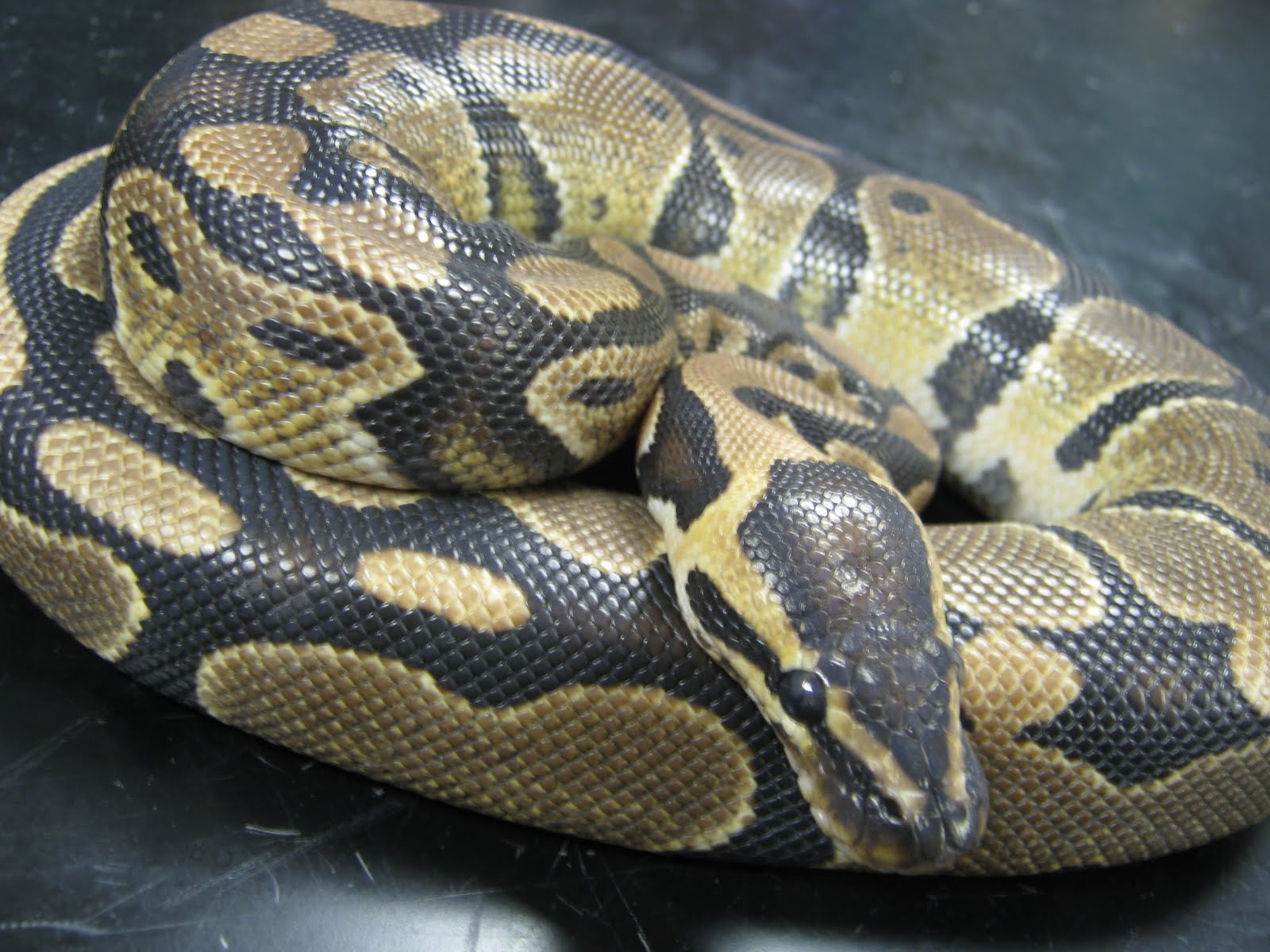 man-jailed-for-nine-years-for-eating-python-meat