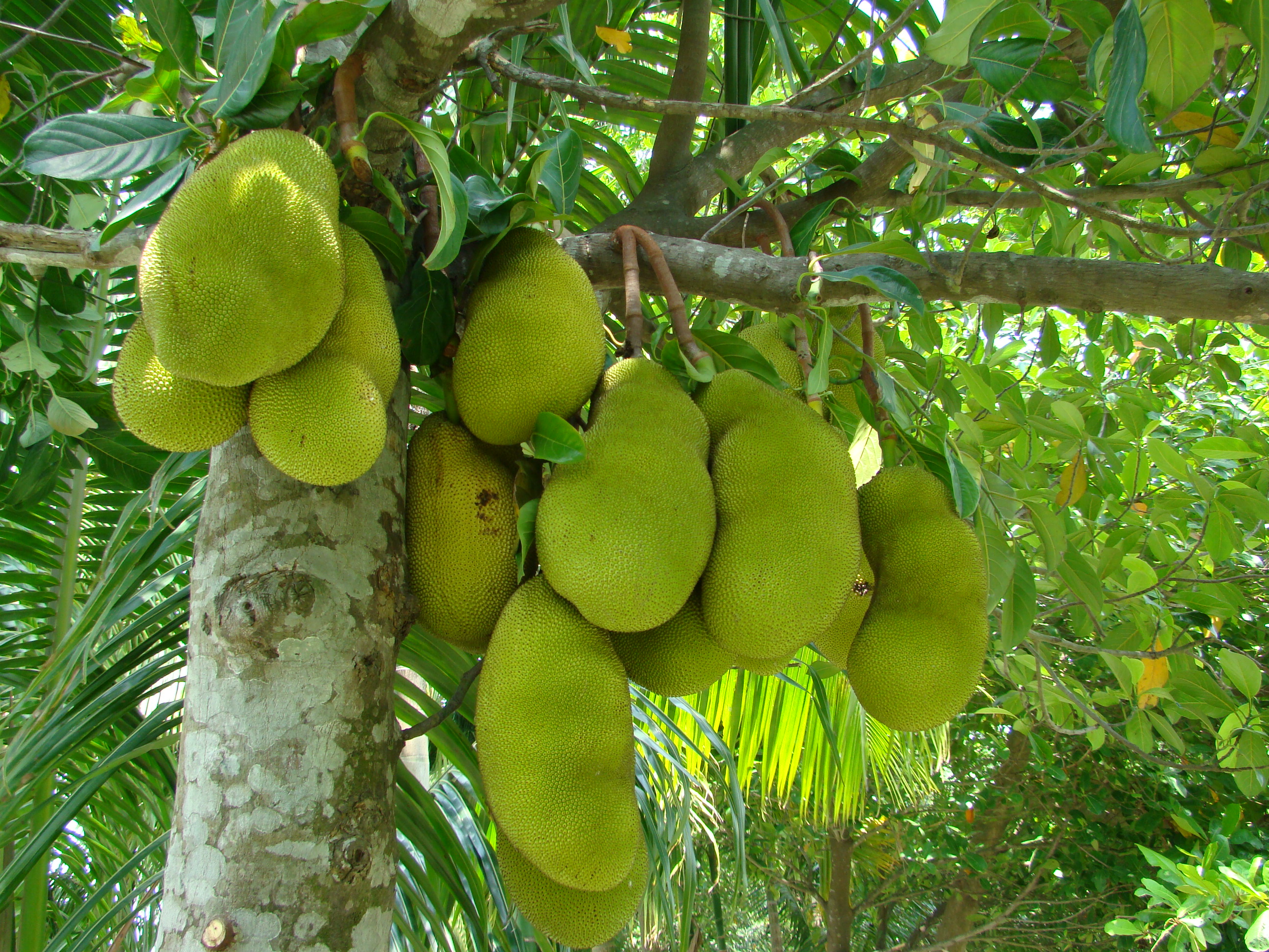 sharp-rise-in-jackfruit-prices-in-tamilnadu