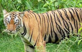 whiled-tiger-shoot-dead-in-vayanad