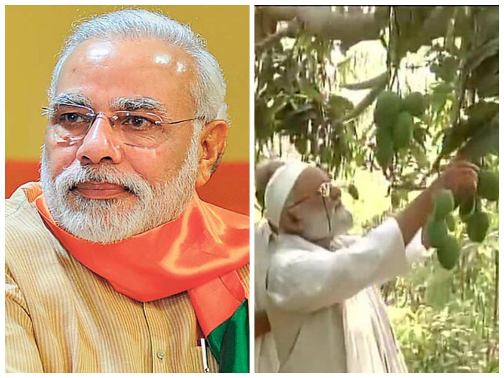 celebrated-mango-grower-comes-out-with-modi-mango