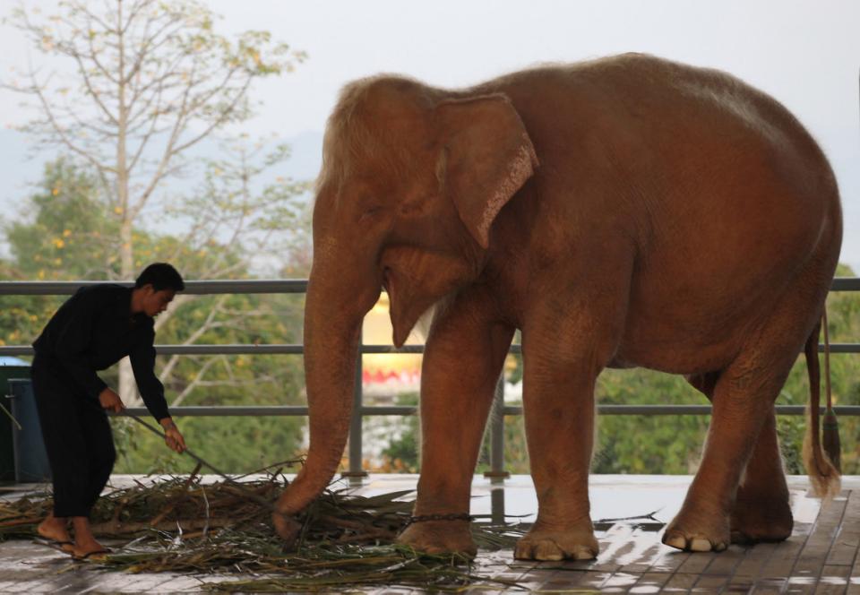 myanmar-captures-9th-rare-white-elephant