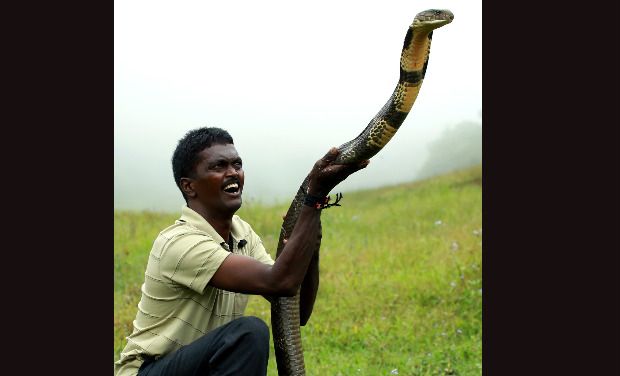 vava-suresh-likely-to-stop-catching-snakes