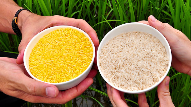 green-activist-alleges-ngos-blindly-opposing-golden-rice