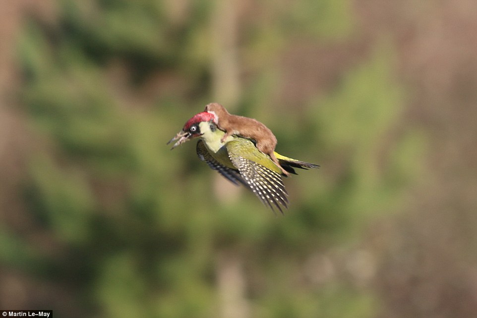woodpecker-with-weasel-flying-on-its-back-photographed-in-hornchurch-country-park
