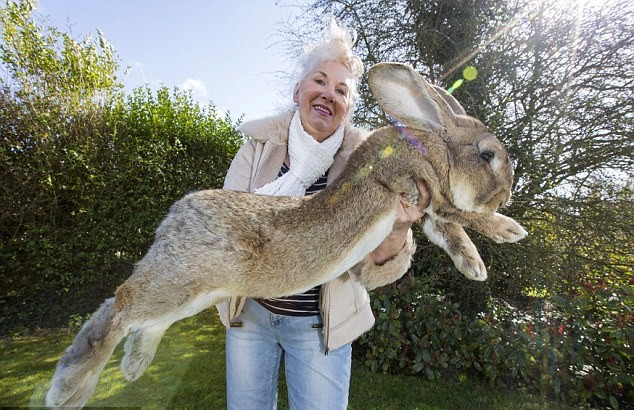 darius-the-worlds-biggest-rabbit-is-facing-competition-from-his-son