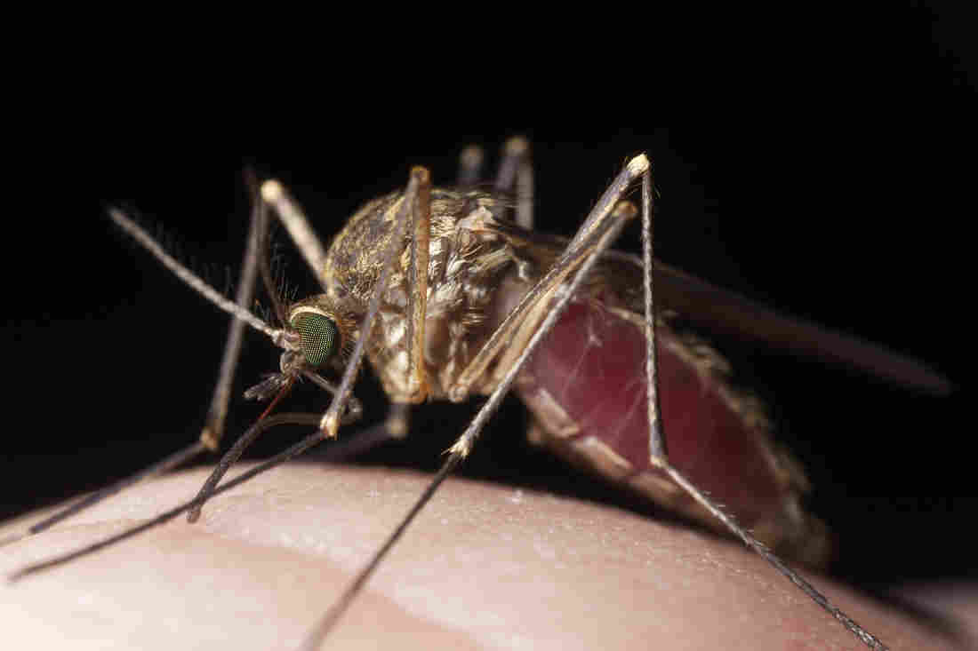 why-do-mosquitoes-like-to-bite-you-best