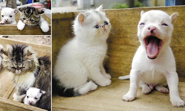 chinese-animal-lover-insists-his-cat-has-given-birth-to-a-dog