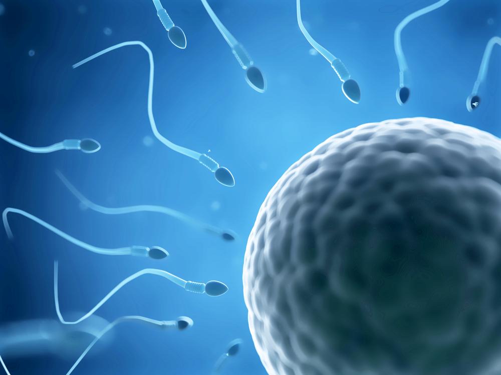 french-scientists-sperm-created-in-lab-in-world-first