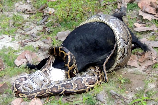 python-eats-a-whole-goat-like-its-no-big-deal