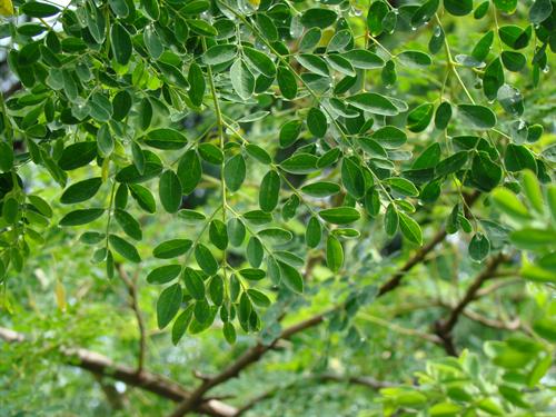 health-benefits-of-drumstick-leaves
