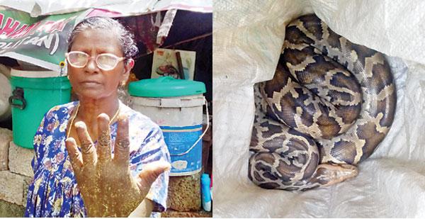 woman-escapes-python-attack