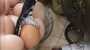 snake-slithers-out-of-kitchen-cabinet-begins-eating-an-egg