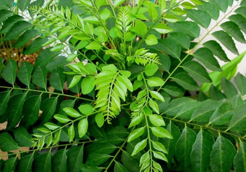 how-to-use-curry-leaves-for-hair-growth