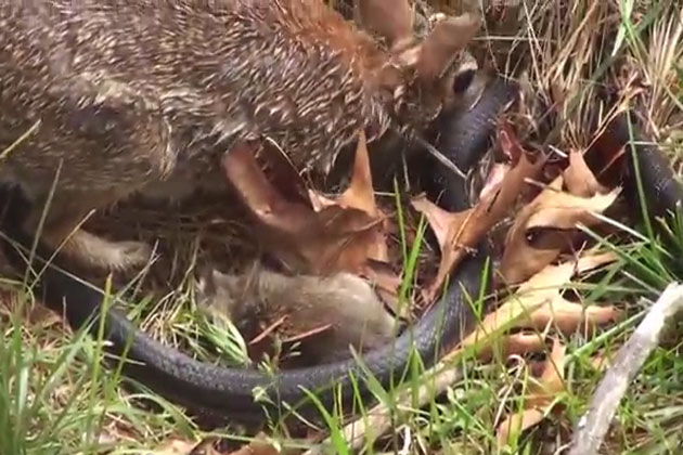 mother-rabbit-fight-with-snake-to-save-her-kids