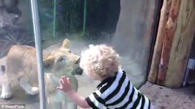 toddler-play-with-lion-attempts-to-pounce-through-glass
