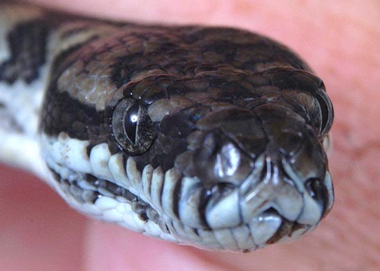 man-dies-while-sucking-snakes-head-because-he-wanted-his-body-to-be-immune-to-toxins