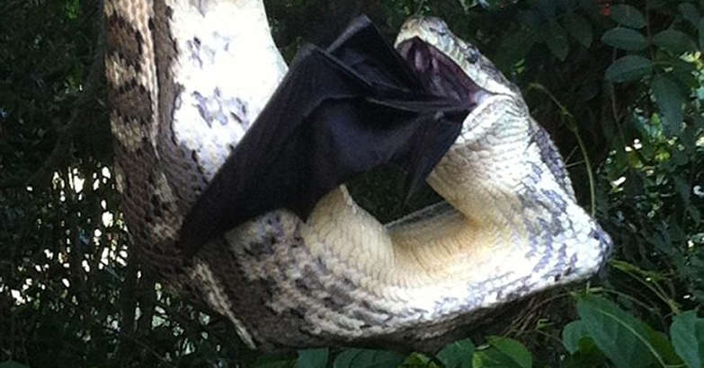 wild-lifepython-swallo-bat