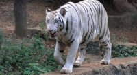 malar-white-tiger-sravan