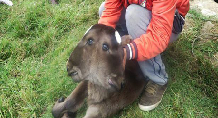 calf-with-four-eyes-and-two-snouts-born-in-cajamarca
