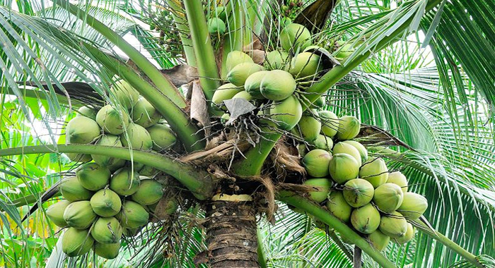 kuttiyadi-neera-production-unit-starts