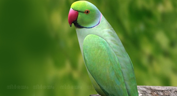parrot