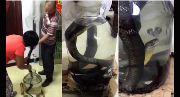 snake-being-drowned-in-bottle-goes-viral