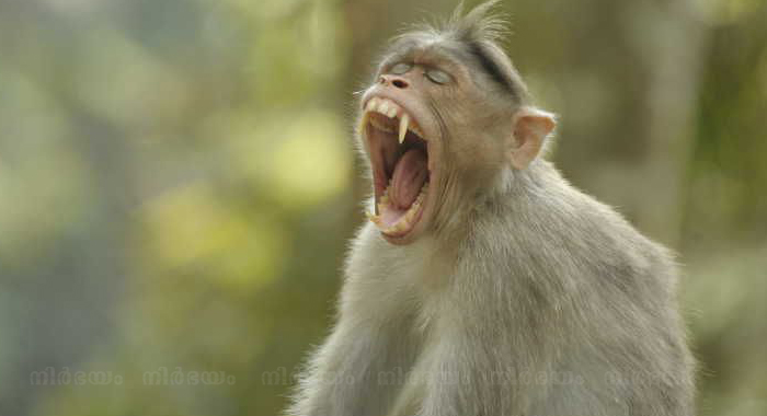baby-stolen-by-monkey-died