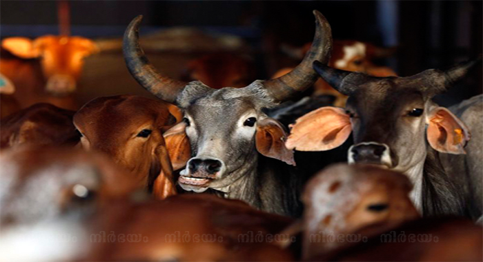 beef-traders-call-off-strike