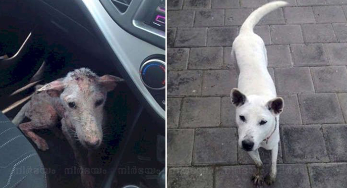 this-desperate-dog-jumped-into-somebodys-car-and-her-life-was-never