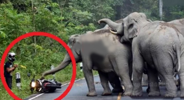 rider-begs-for-mercy-from-angry-elephants