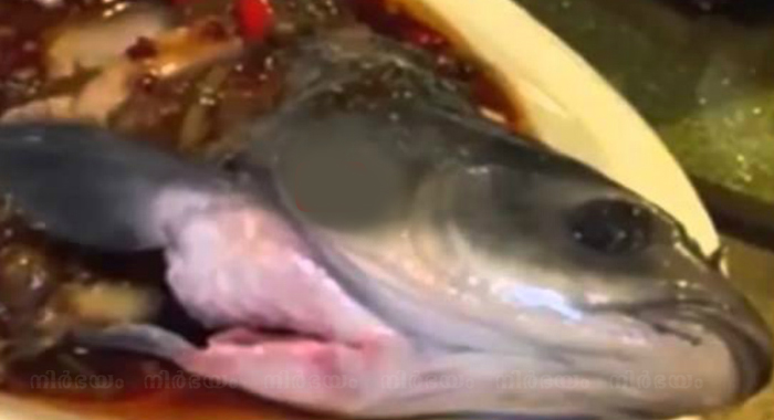 fish-comes-back-to-life-after-being-cooked