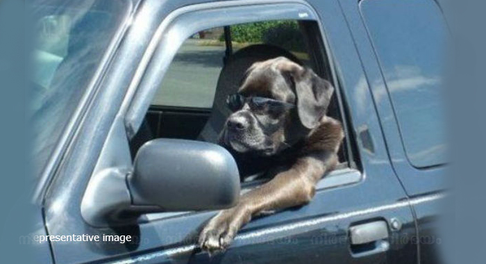 blames-high-speed-chase-on-pet-dog