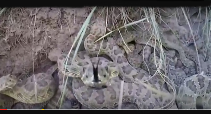 rattle-snake-knocks-gopro-into-pit-teeming-with-snakes