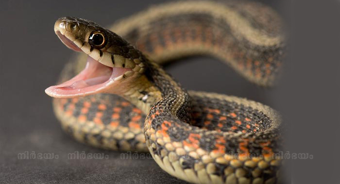 man-finds-live-snake-in-courier-sent-by-jealous-husband