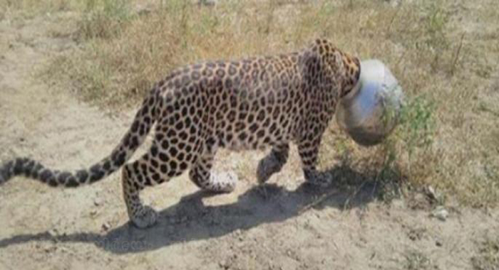 leopards-head-gets-stuck-in-utensil-while-trying-to-drink-water
