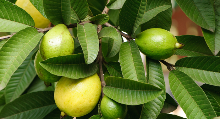 guava-leaf-tea-guava-leaves-guava-juice-and-guava-leaf-extract
