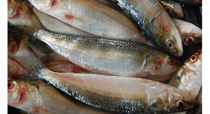 sardine-health-benefits