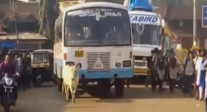 cow-stops-bus-that-run-over-her-calf