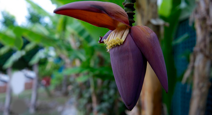 amazing-health-benefits-of-banana-flowers