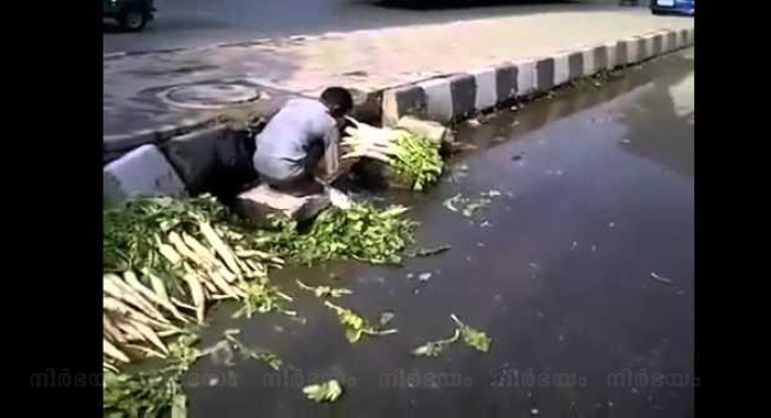 man-washing-the-vegetables-using-sewer-water