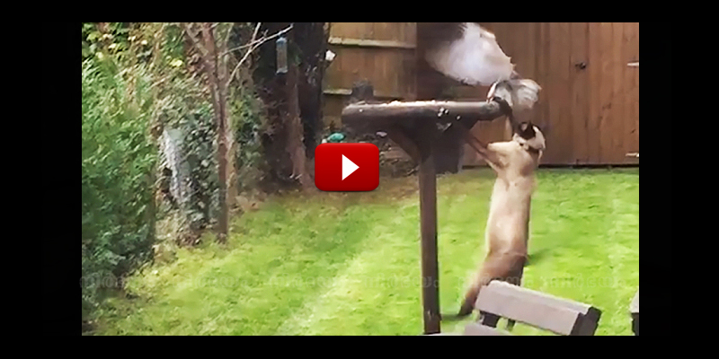 hilarious-moment-cat-tries-to-hunt-two-pigeons-and-fails