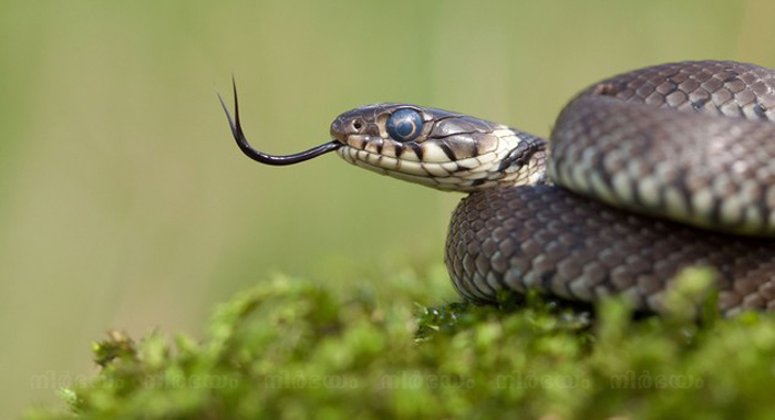 scientists-finally-know-why-snakes-lost-their-legs