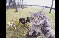 cat-selfie-photo-featuring-a-dexterous-grey-tabby-goes-viral
