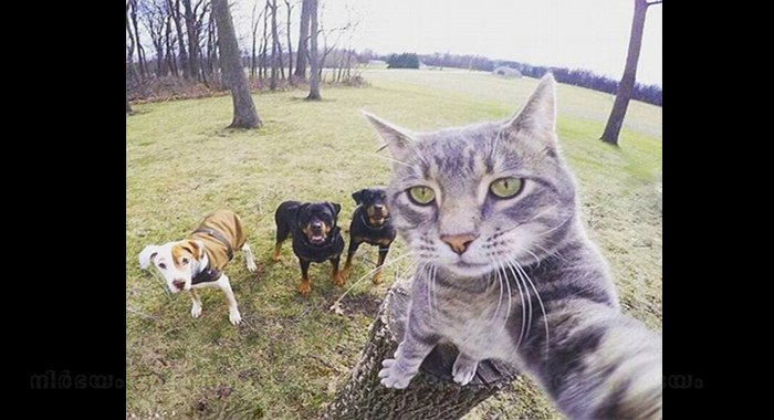 cat-selfie-photo-featuring-a-dexterous-grey-tabby-goes-viral