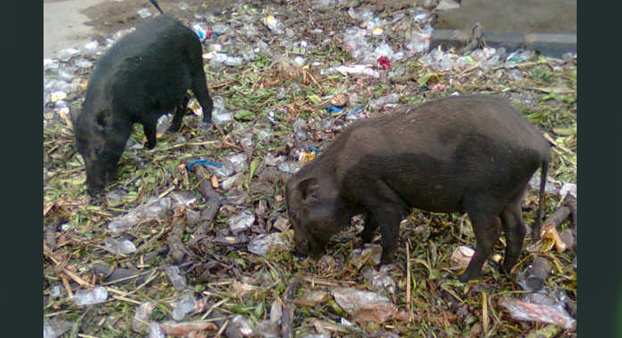 pigs-eat-new-born-from-the-waste